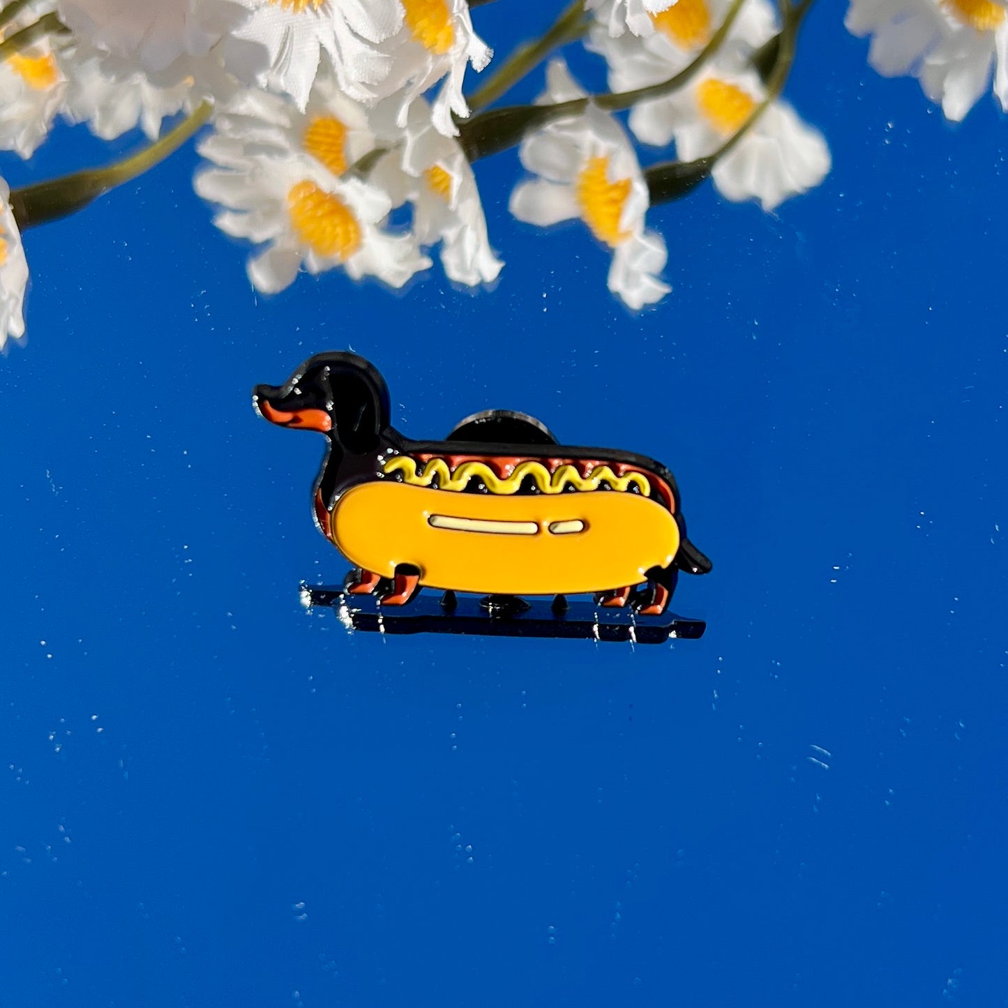 Dachshund