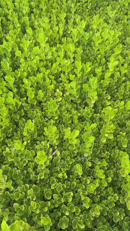Ceramic Coaster: Matcha Addiction